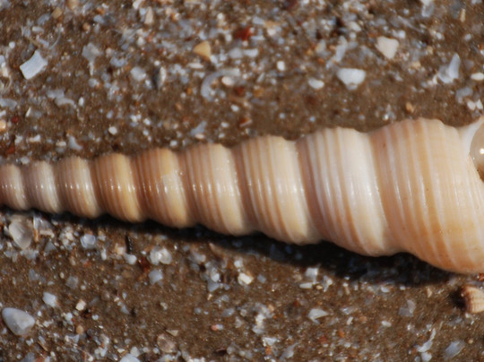 Namaste Resort主图