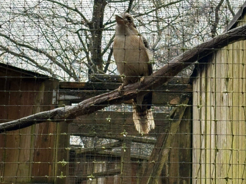 World of Owls-Randalstown必去景点