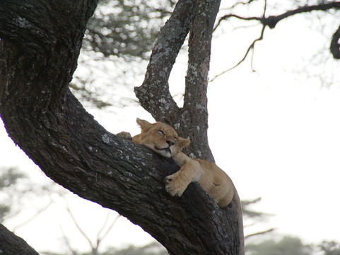 Hors Pistes Voyages-阿鲁沙必去景点