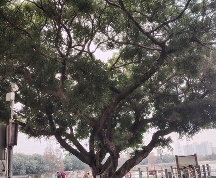 黄埔古港-广州市必去景点