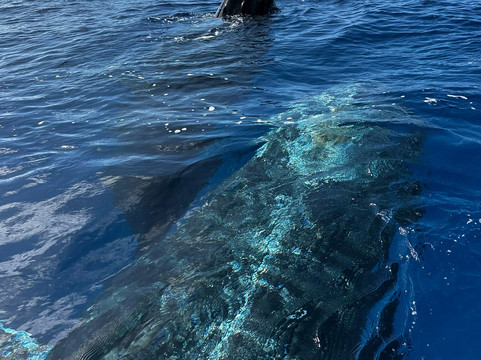 Komohana Charters-科卡哈必去景点