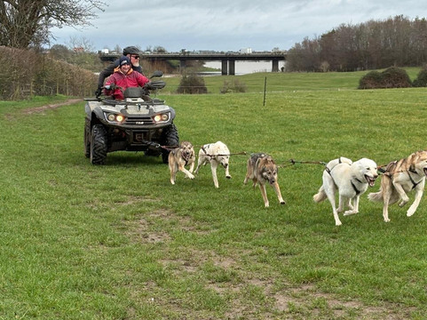 Arctic Quest Sled Dog Adventures-图克斯伯里必去景点