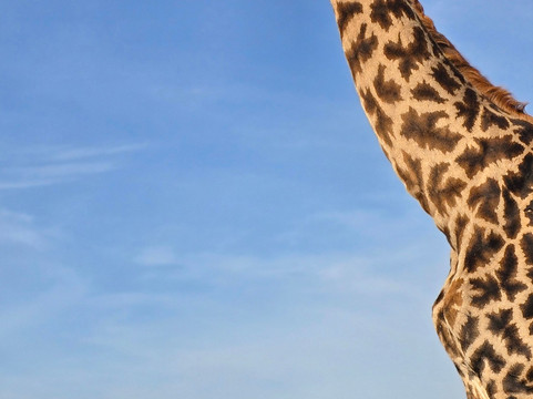 Flexivel Kenya Safaris-内罗毕必去景点