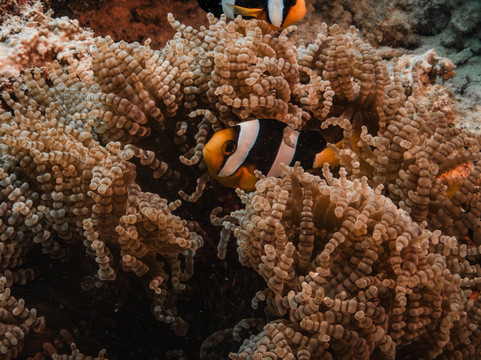 Addu Scuba Dive Maldives-阿斯杜太阳岛必去景点