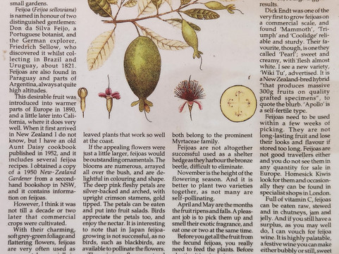 Purangi Estate Limited-库克海滩必去景点