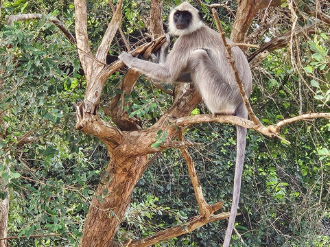 Sri Lanka Driver Hire-科伦坡必去景点