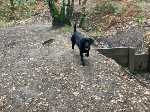 Lightwater Country Park-沃金必去景点