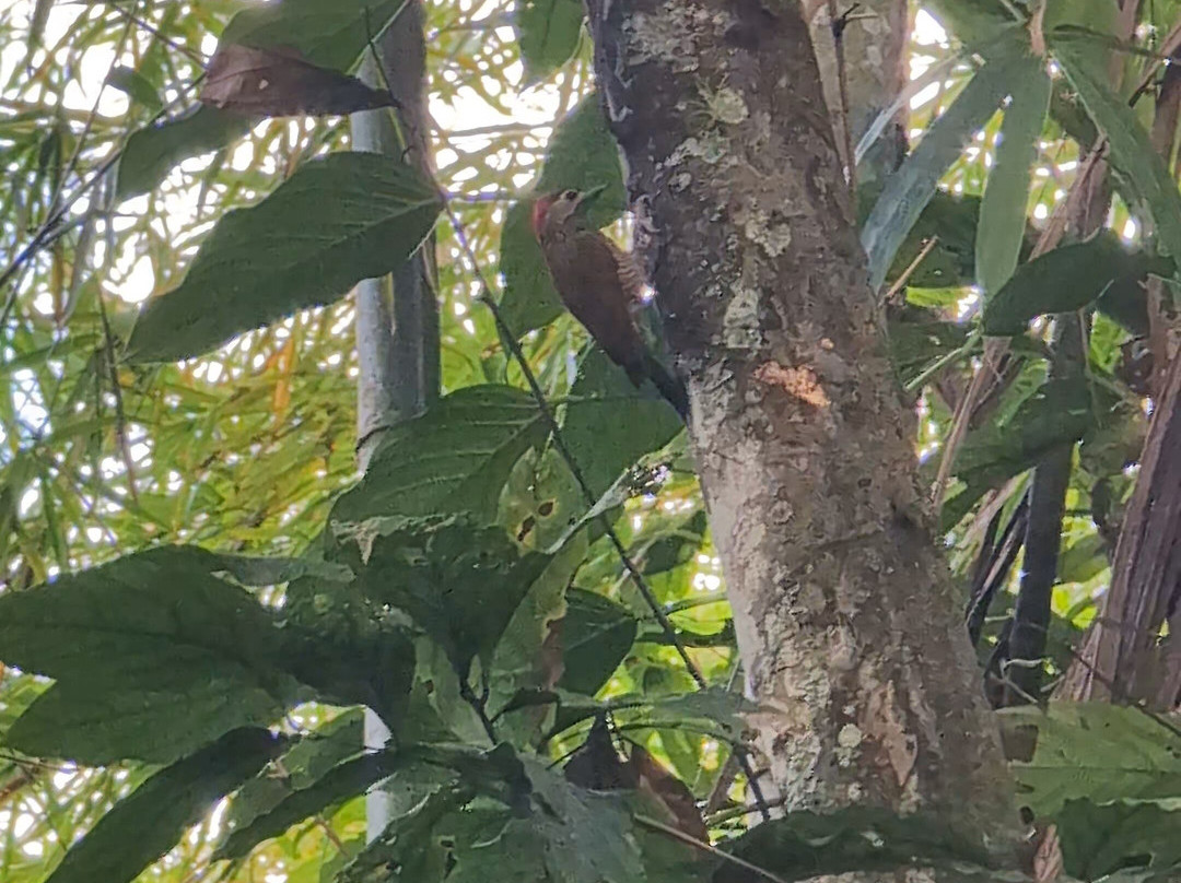 Unique Tours Tobago -Tours-斯卡伯勒必去景点