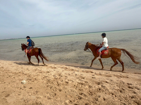 Sea Horse Dahab-Sahl Hasheesh必去景点