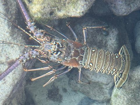 Voyage Charters-托土拉必去景点