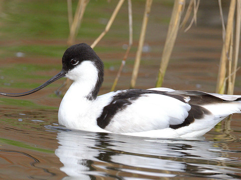 Pensthorpe-Fakenham必去景点