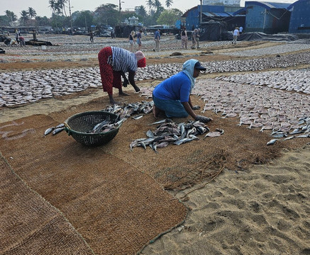 Enviro Bicycle Tours-尼甘布必去景点