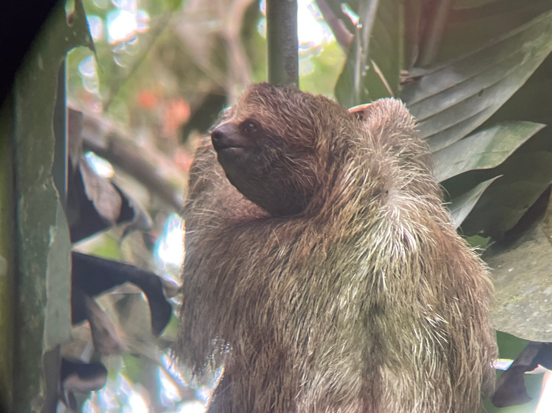 Shaman Tours-Playas del Coco必去景点
