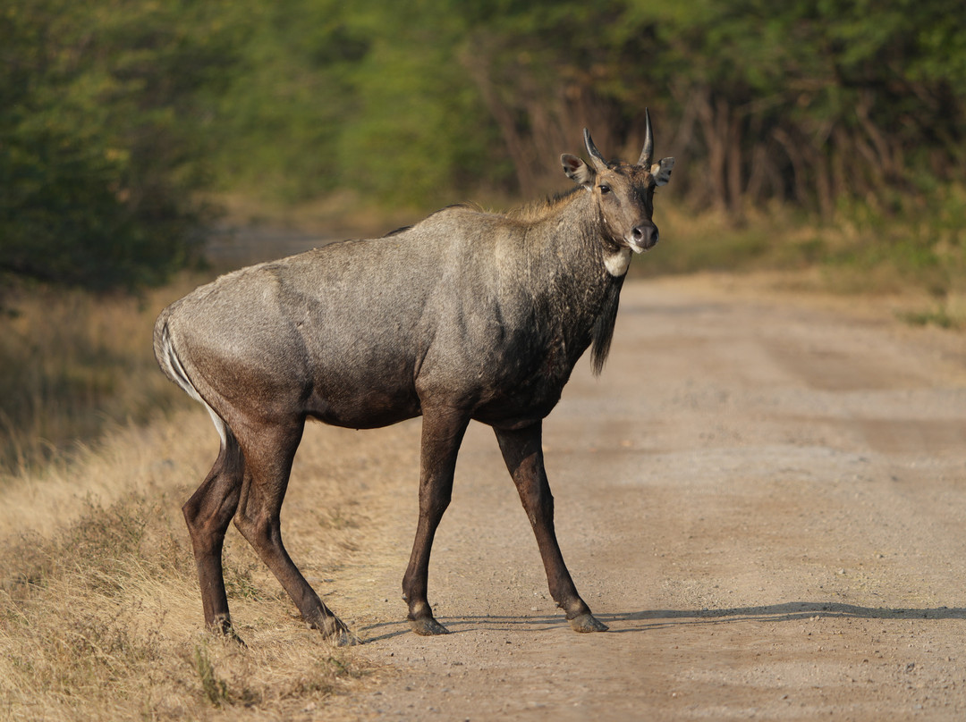 Blackbuck Homestay