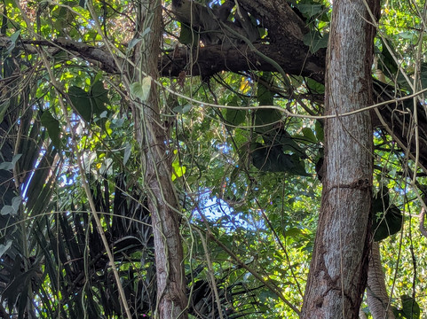 Ancon Hill-巴拿马城必去景点