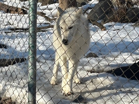 Lakota Wolf Preserve-Columbia必去景点