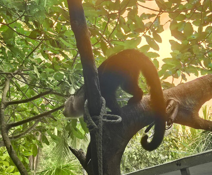 Monkey Mangrove Tour-克波斯必去景点