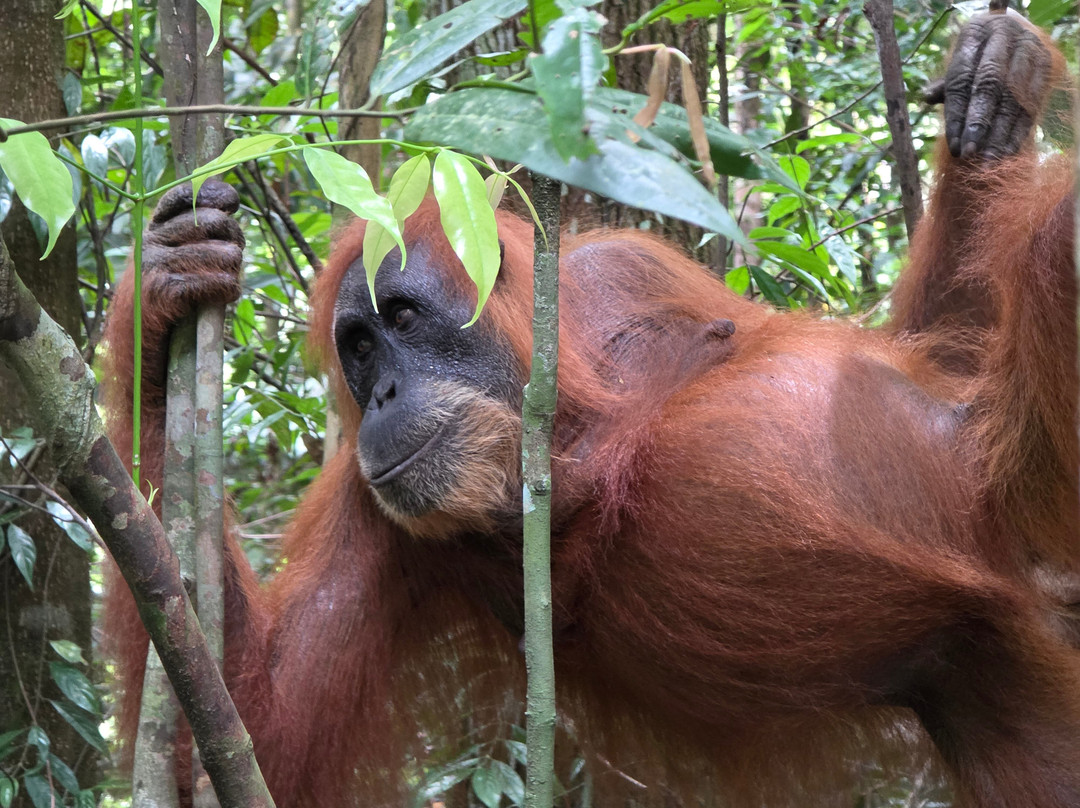 Orangutan Treking Camp-武吉拉旺必去景点