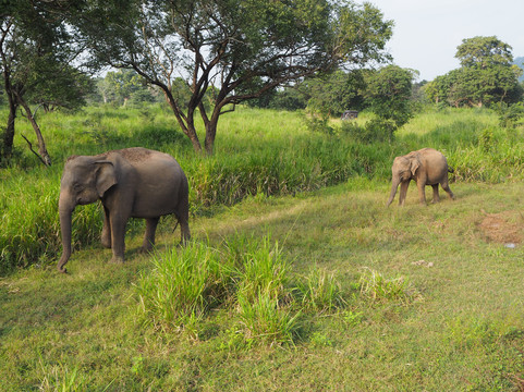 Jayabima Travels & Tours-加勒必去景点