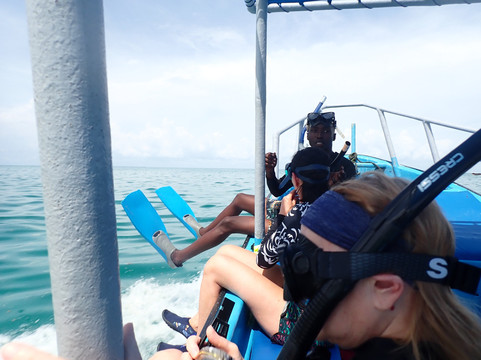 Afro Whale Shark Safari-马菲亚岛必去景点