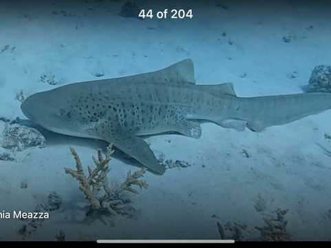 Papa Fish Excursions-乌库拉斯必去景点