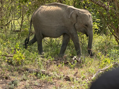 Golden Lanka Tours-卡图纳耶克必去景点