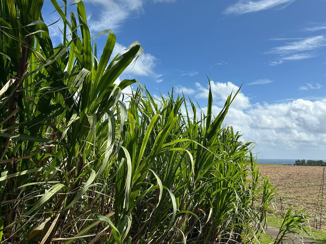 Distillerie Longueteau-Capesterre-Belle-Eau必去景点