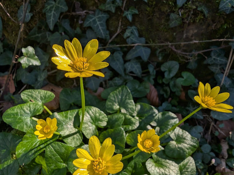 Brockadale Nature Reserve-庞蒂弗拉克特必去景点