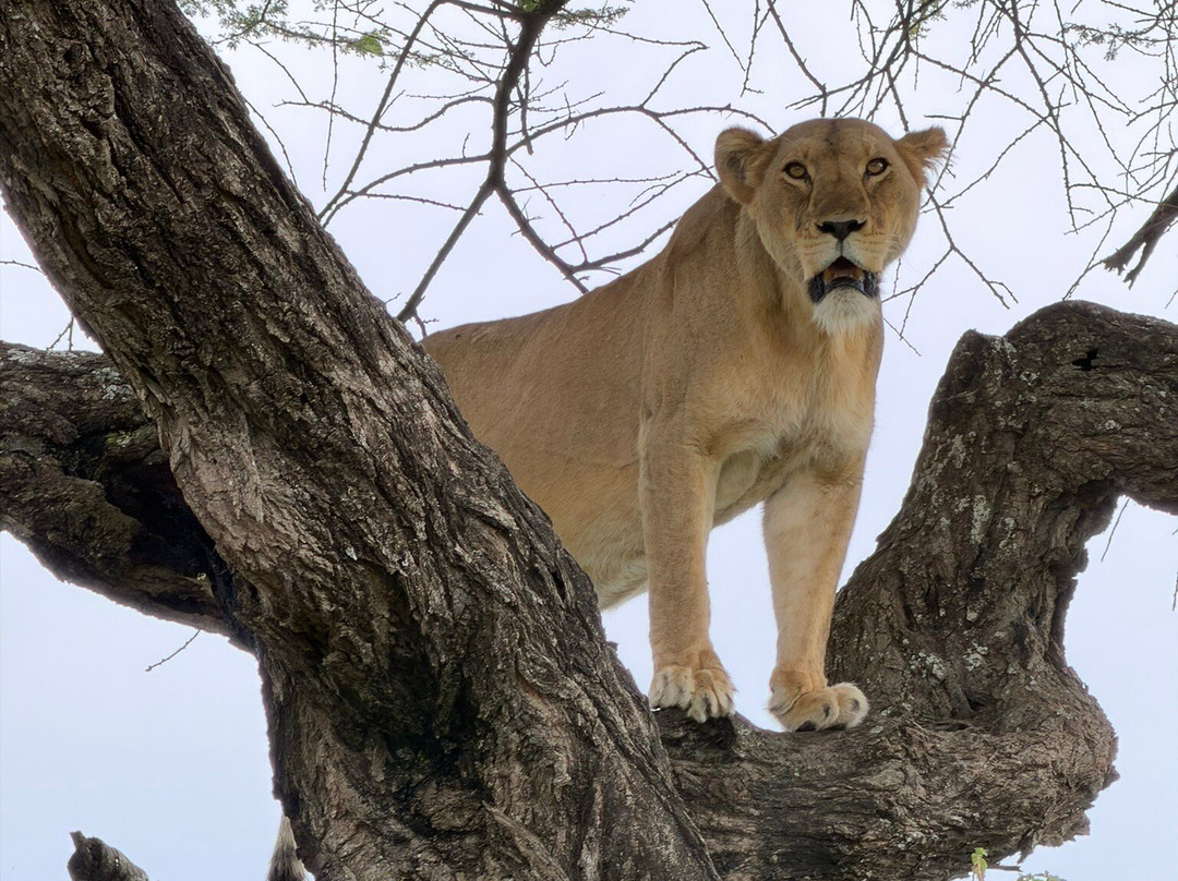 East African Safari And Touring Company-阿鲁沙必去景点