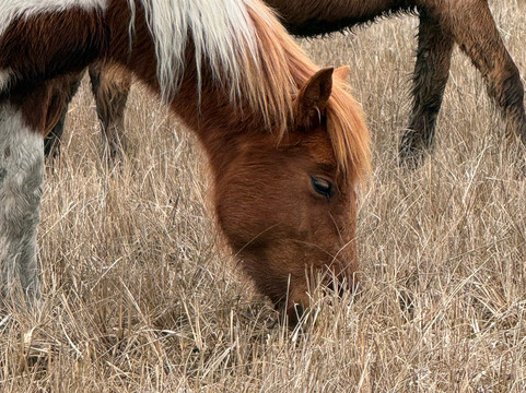 Cowboy Cruise Company-Chincoteague必去景点