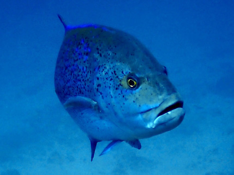 Dive & Sail Ellaidhoo-埃拉胡岛必去景点