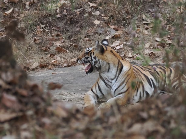 Kanha Jungle Lodge-官方