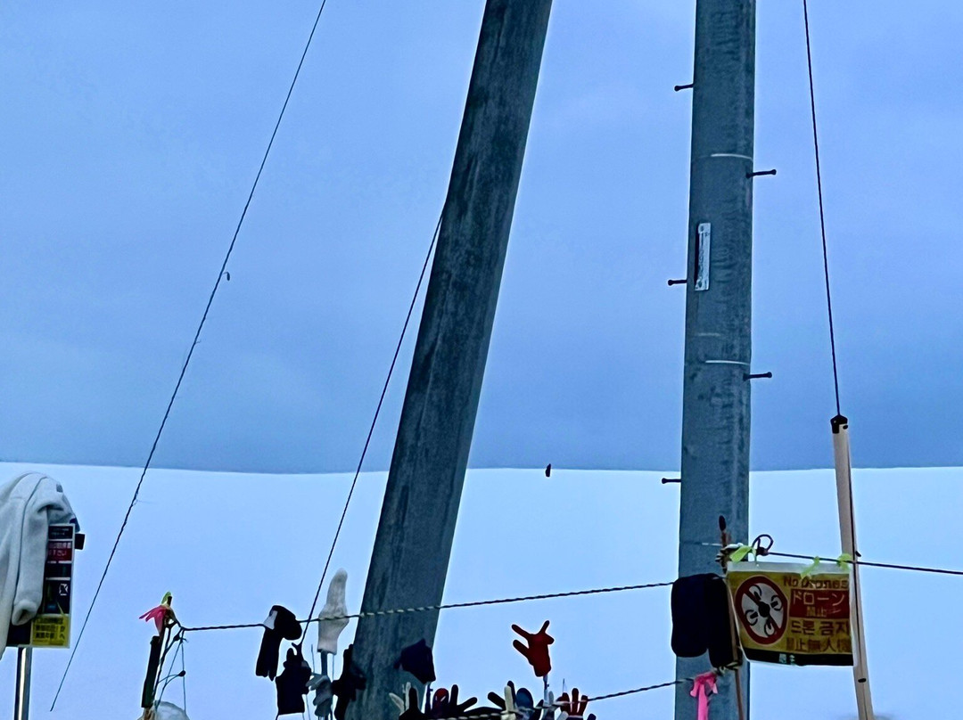 Christmas Tree no Ki-美瑛町必去景点