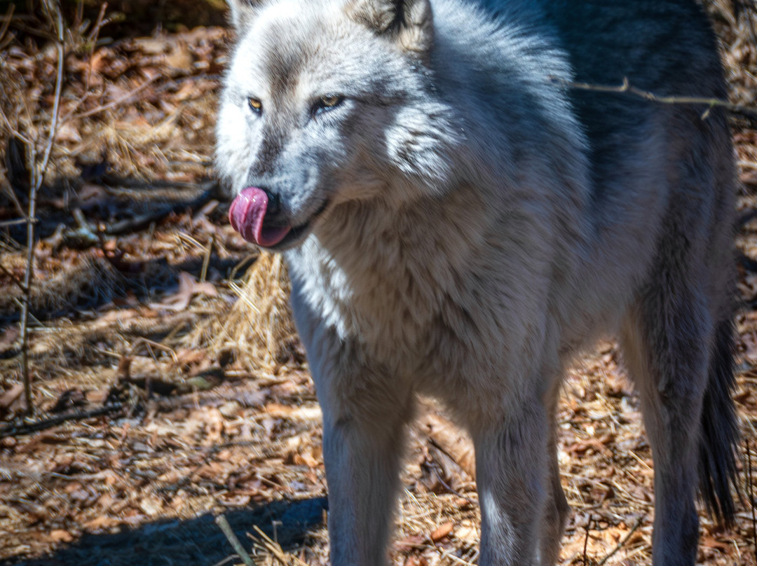 Lakota Wolf Preserve-Columbia必去景点