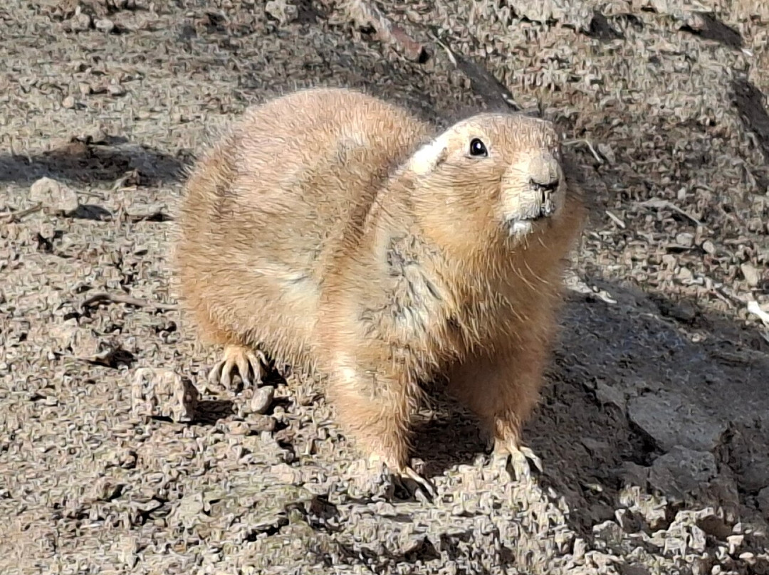 Wildlands Adventure Zoo Emmen-Emmen必去景点