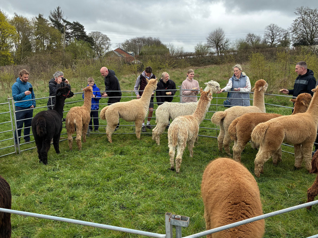 Brackenfield Alpacas-马特洛克必去景点