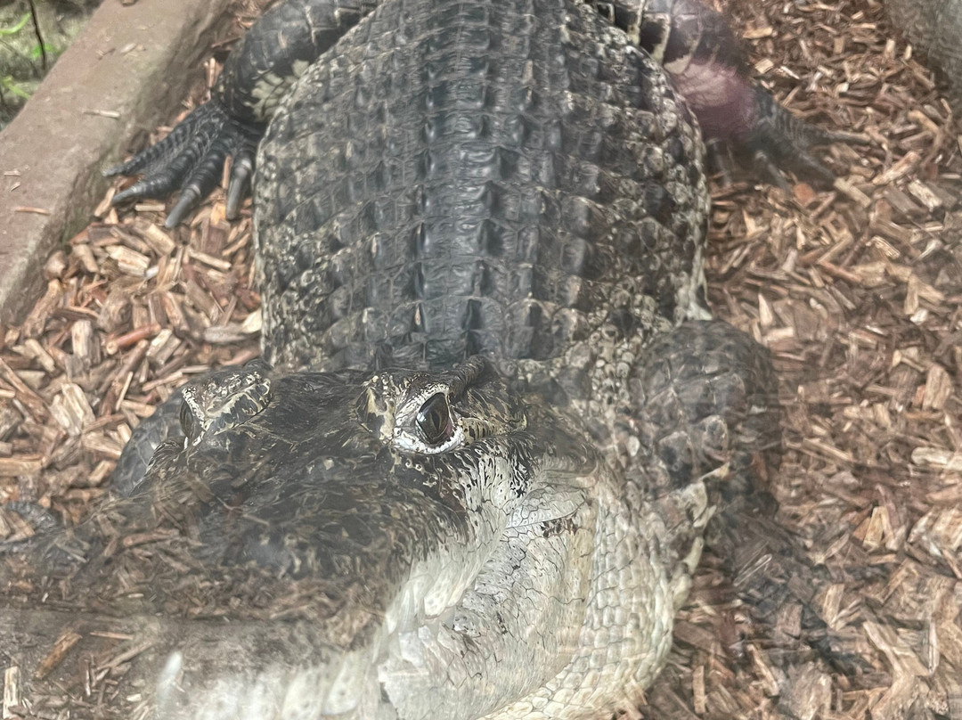 Krokodille Zoo-Eskilstrup必去景点