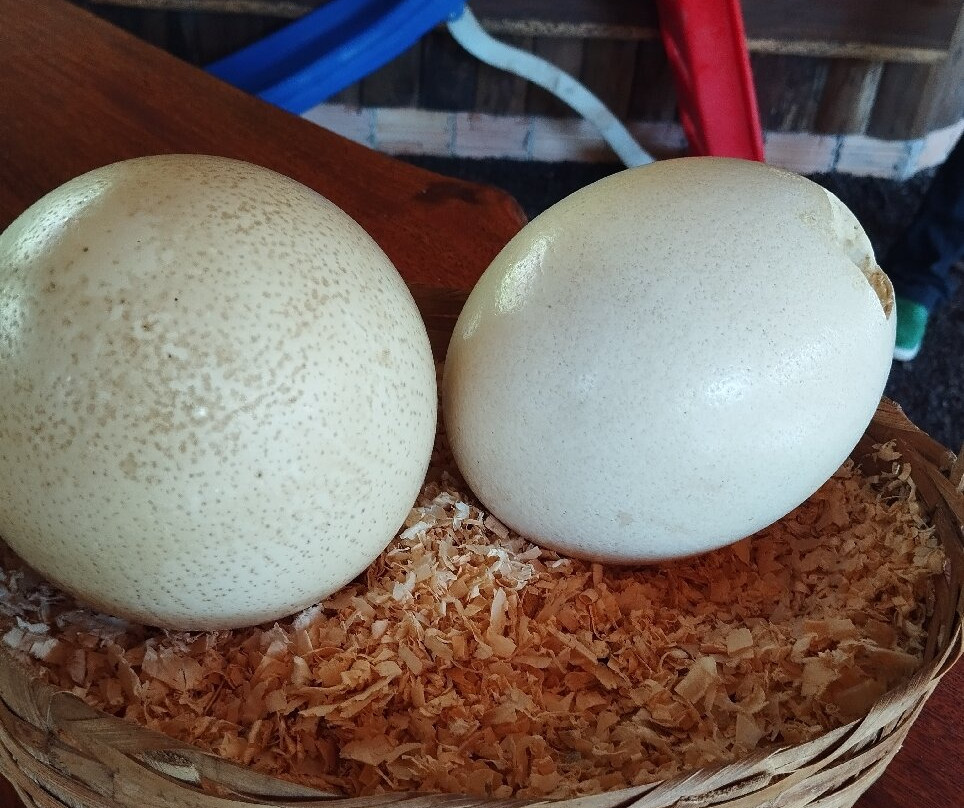 Criatório Ágata-Ametista do Sul必去景点