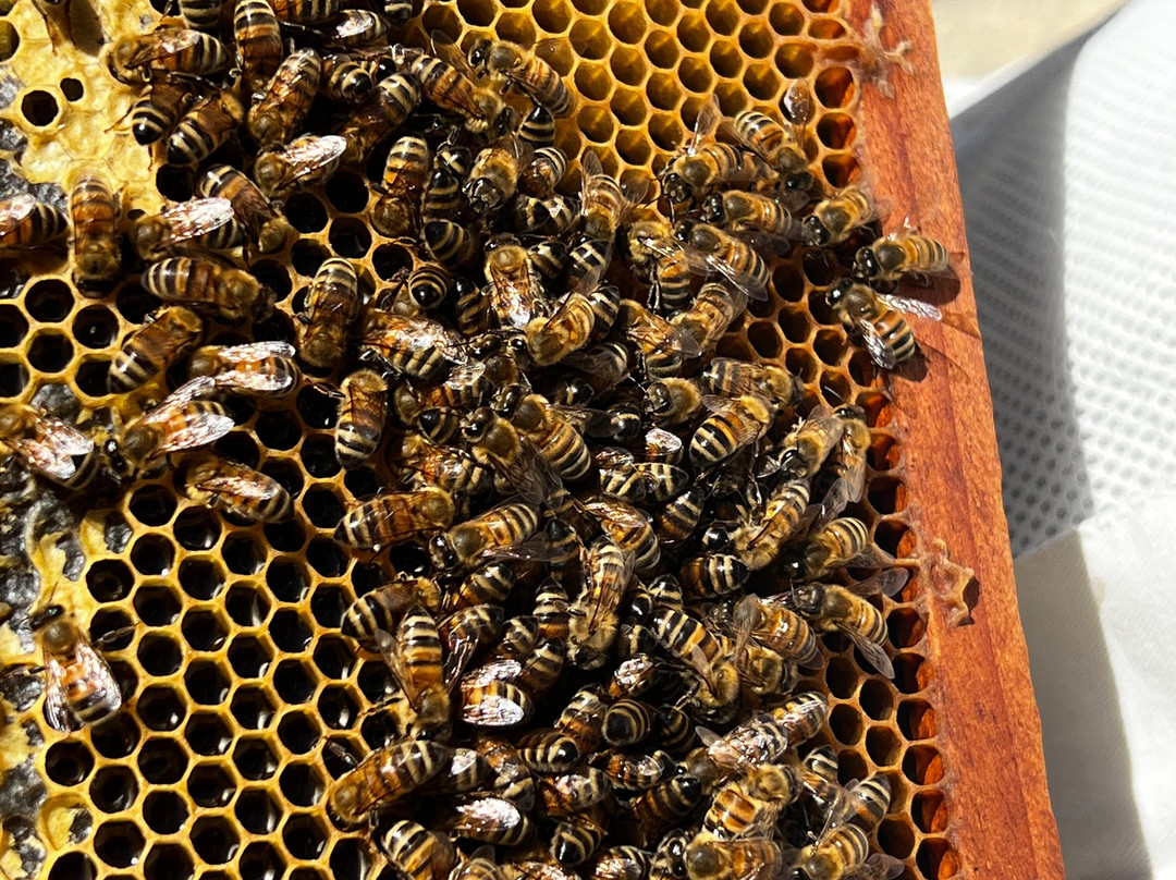 Kangaroo Island Living Honey-袋鼠岛必去景点