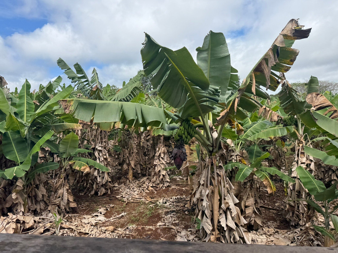 Kauai Plantation Railway-利胡埃必去景点