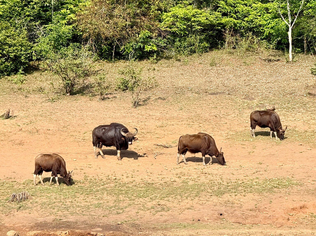 Bodhi Tree-柯钦必去景点