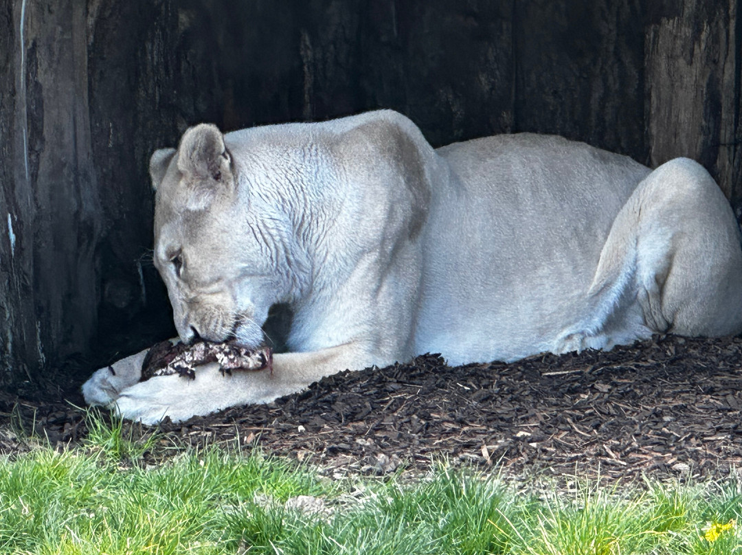 The Big Cat Sanctuary-Smarden必去景点
