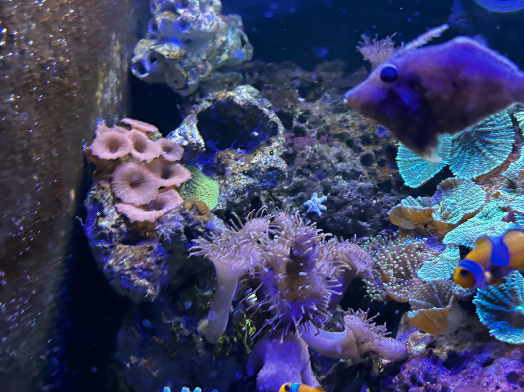 Aquarium De Touraine-Lussault-sur-Loire必去景点