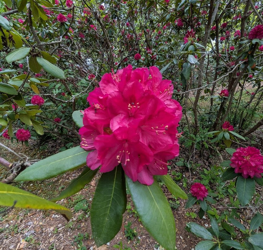 Hamilton Rhododendron Gardens-Hiawassee必去景点