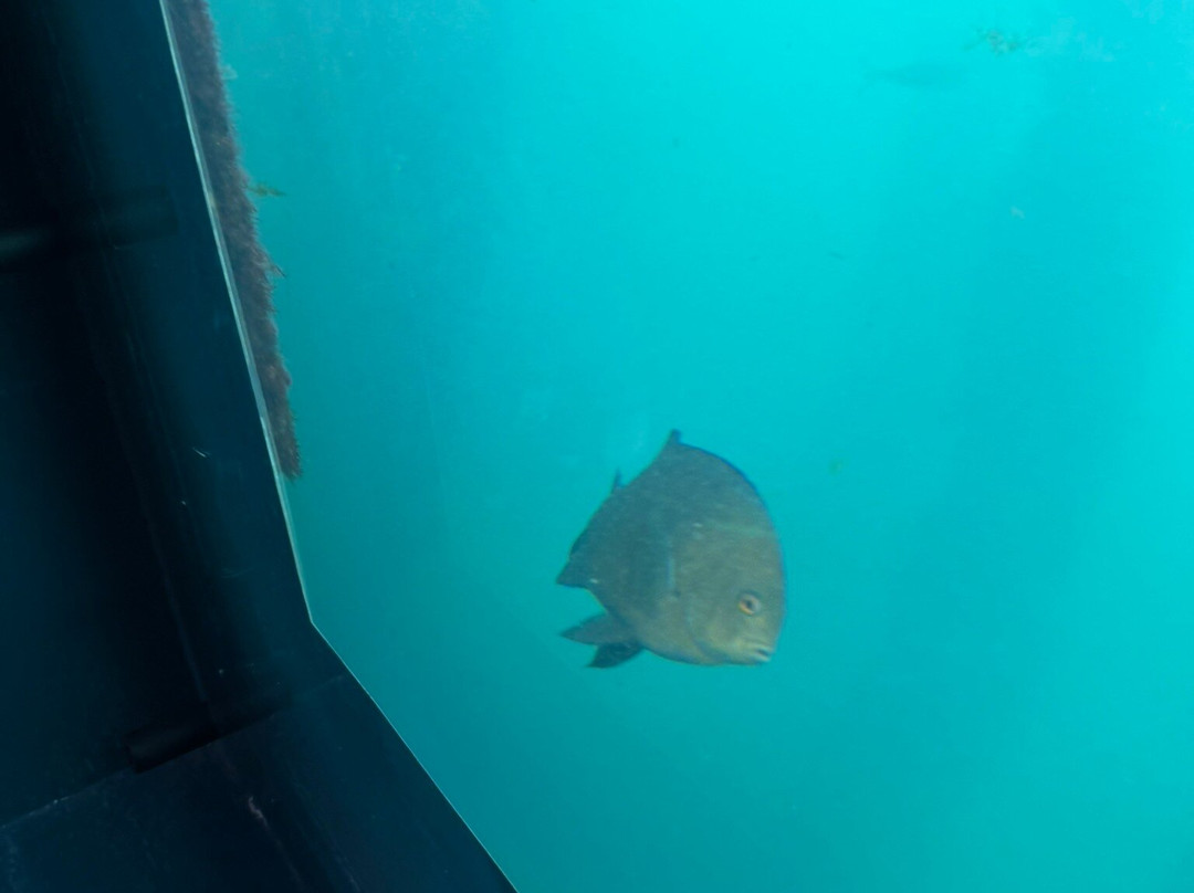 Busselton Jetty-巴瑟尔顿必去景点