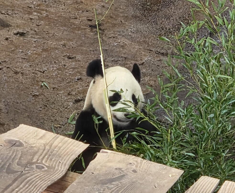 Ouwehands Zoo Rhenen-Rhenen必去景点