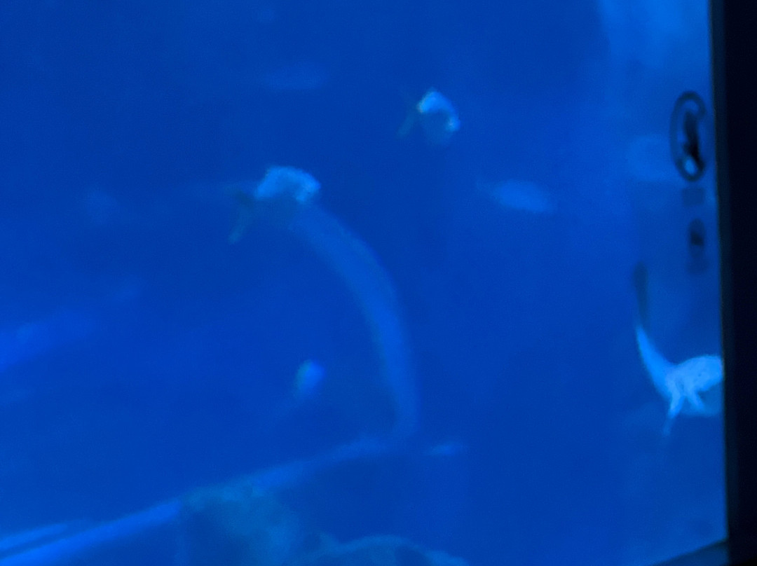 AquaRio-里约热内卢必去景点