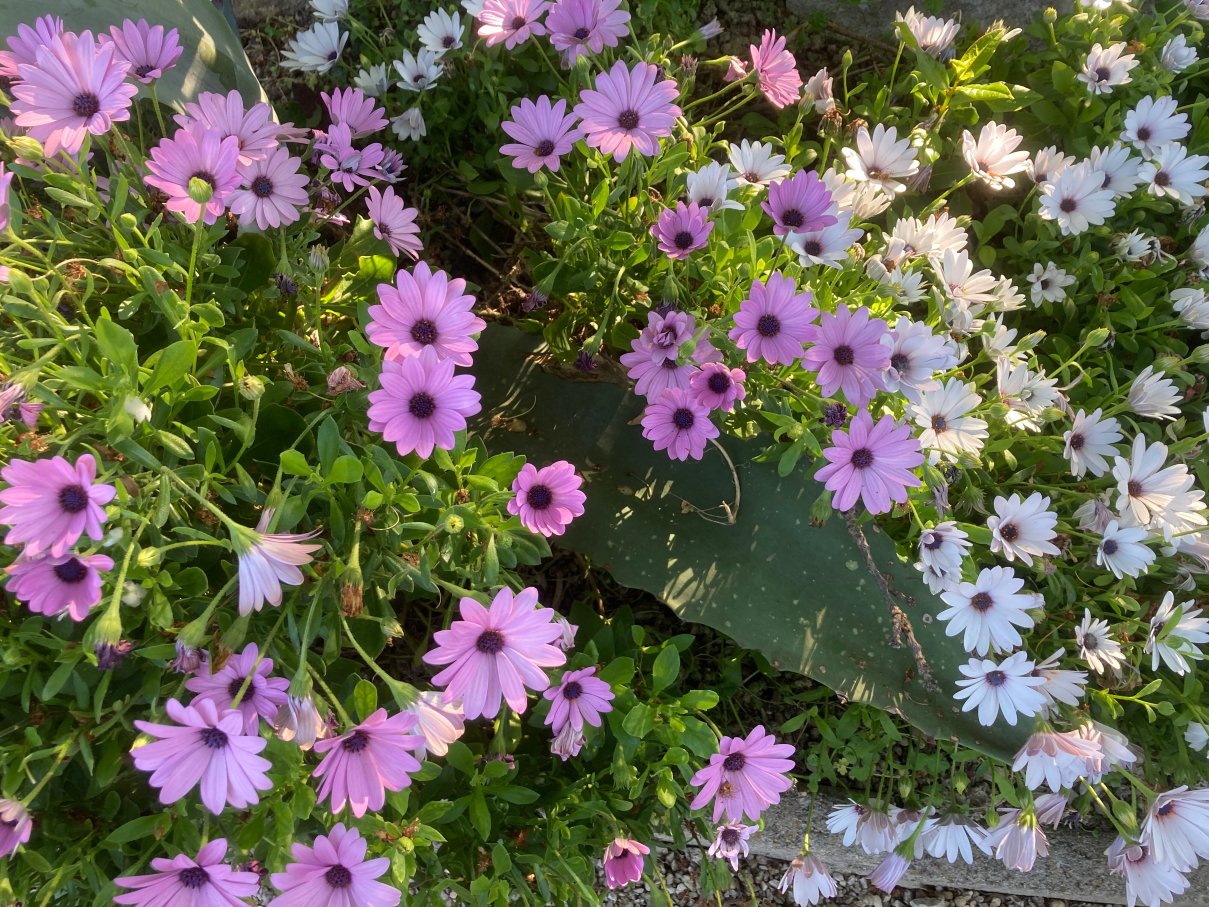 LA GRADINA B&B-旅行者