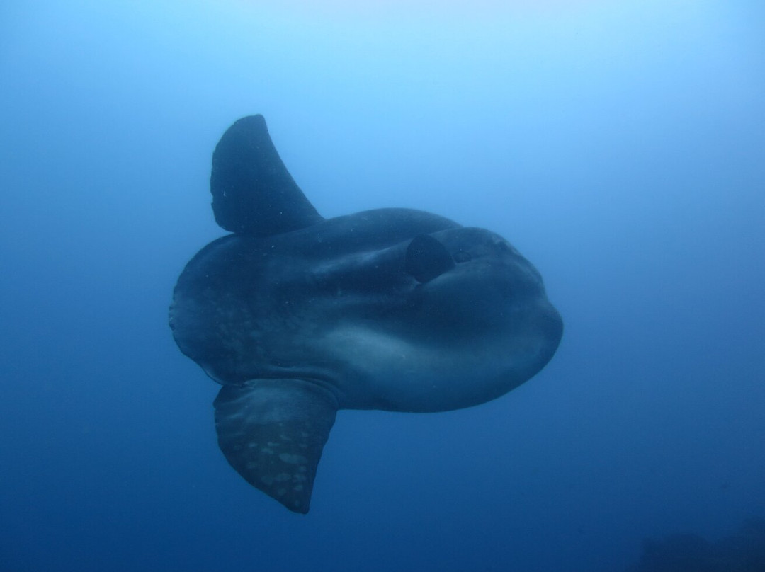 Manta Diving Madeira-Canico必去景点
