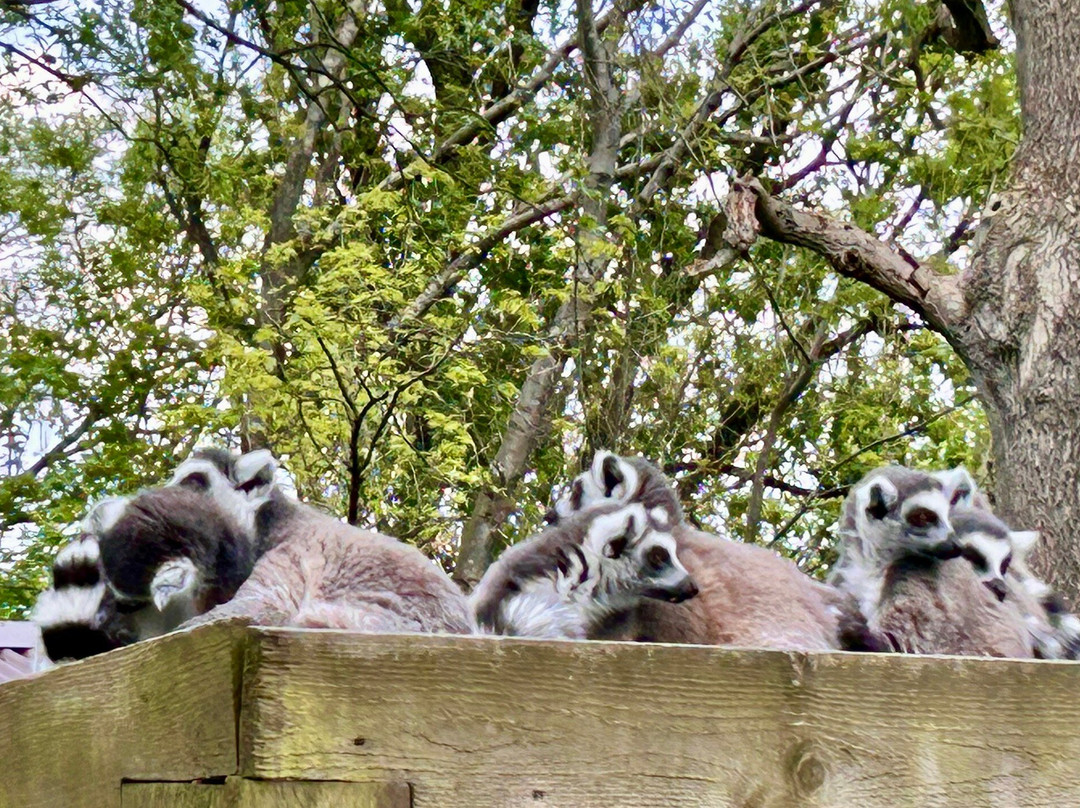 Dudley Zoo and Castle-Dudley必去景点